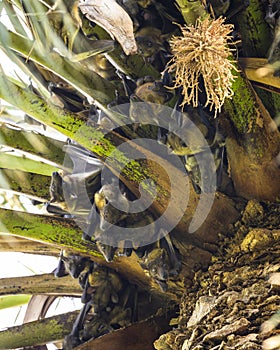 Straw-coloured Fruit Bat, Eidolon helvum.  A huge colony of bats on a palm tree photo