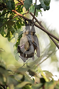 Straw coloured fruit bat, eidolon helvum photo