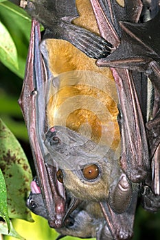 Straw Coloured Fruit Bat (Eidolon Helvum) photo