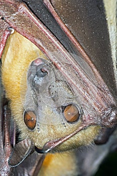 Straw Coloured Fruit Bat (Eidolon Helvum)