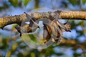 Straw-coloured fruit bat, Eidolon helvum, on the the tree during the evening, Kisoro, Uganda in Africa. Bat colony in the nature,