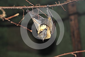 Straw-coloured fruit bat photo