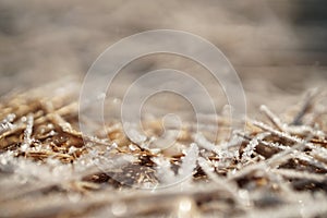 straw covered with hoarfrost. frost, water crystallization. winter background with beautiful highlights and blur