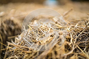 straw, dry straw, hay straw yellow background, hay straw texture