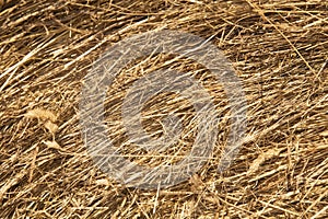 straw, dry straw texture background, vintage style for design