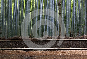 Straw Fence and Bamboo Forest near Kyoto.