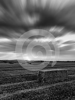 Straw field