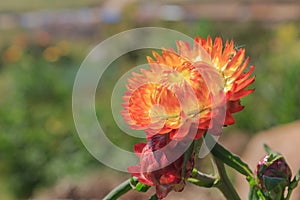 Straw flower, Everlasting