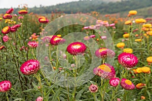 Straw flower or Everlasting