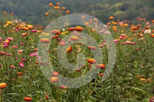 Straw flower or Everlasting