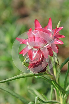 Straw flower, Everlasting