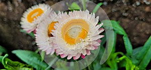 Straw flower or everlasting daisy