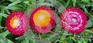 Straw flower or everlasting daisy