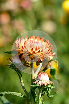 Straw flower or Everlasting flower (Xerochrysum bracteatum)