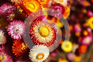 Straw flower or everlasting helichrysum bracteatum