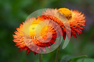 Straw flower or everlasting or paper daisy flower