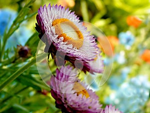 Straw Flowers in Full Bloom
