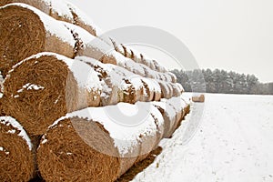 Straw Fodder Bales in Winter