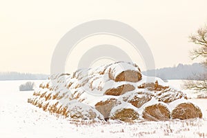 Straw Fodder Bales in Winter