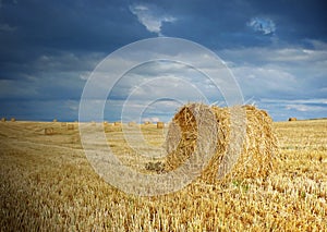 Straw after harvest