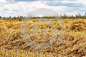 Straw after harvesting wheat. Close-up. Natural natural background. Straw - as feed and bedding for livestock