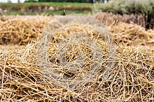 Straw after harvesting wheat. Close-up. Natural natural background. Straw - as feed and bedding for livestock