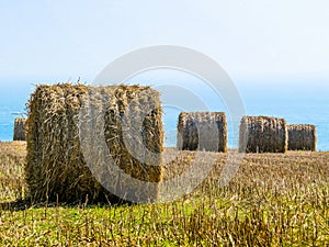 Straw hay bale on the field after harvest