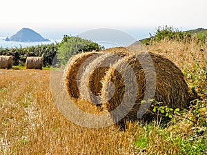 Straw hay bale on the field after harvest