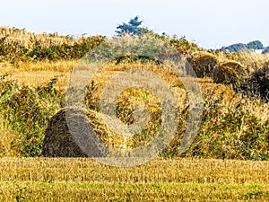 Straw hay bale on the field after harvest