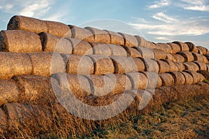 Straw or hay stacked in a field after harvesting. Straw bale wall