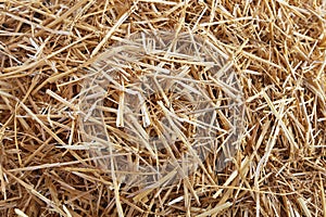 Straw hay texture