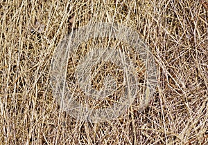 Straw in a haystack, close-up image. Yellow hay straw background.