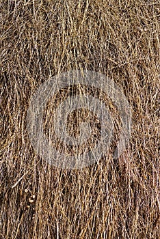 Straw in a haystack, close-up image. Yellow hay straw background.