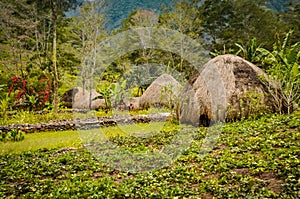 Straw houses with img