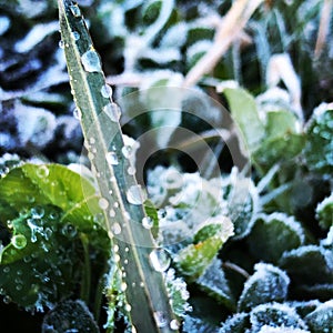 Straw with ice drops, green and white.
