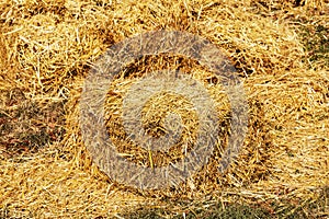 Square bales of golden hay