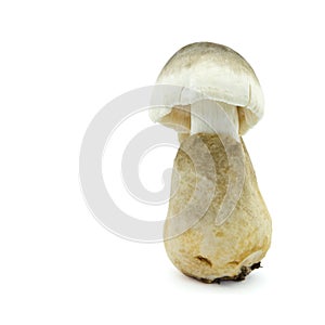 Straw mushroom