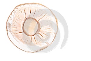 straw mushroom isolated on white