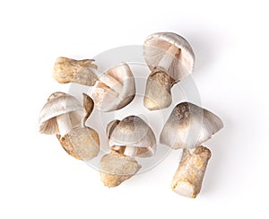 Straw mushroom isolated on white background.