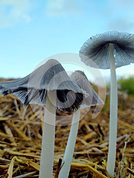 Straw mushroom (Volvariella volvacea) is a rice straw mushroom.