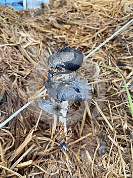 Straw mushroom Volvariella volvacea is a rice straw mushroom