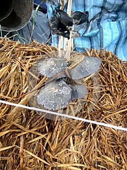 Straw mushroom Volvariella volvacea is a rice straw mushroom