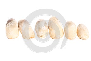 Straw mushroom on white background - Isolated