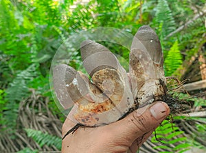 Straw mushrooms