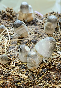 Straw mushrooms cultivated