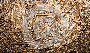 Straw for mushrooms growth