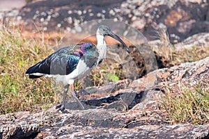 Straw-necked ibis on the rocks at the seaside