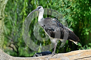 Straw-necked ibis  Threskiornis spinicollis