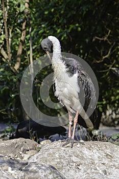Straw-necked ibis (Threskiornis spinicollis)