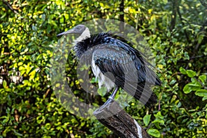 The Straw-necked Ibis, Threskiornis spinicollis is a bird of the ibis family